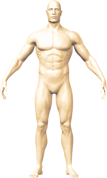 man body fron view